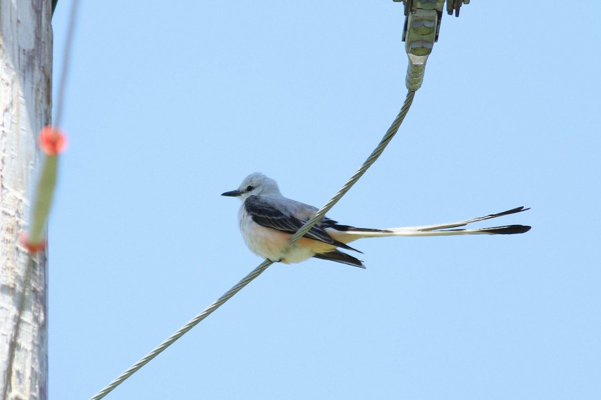 Scissor-tailed Flycatcher - ML619764993