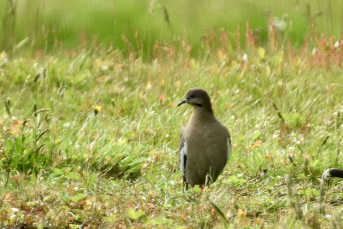 White-winged Dove - ML619764997