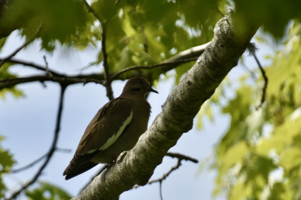 White-winged Dove - ML619764998