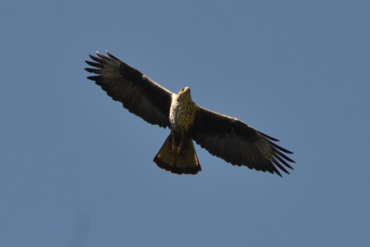 Águila Perdicera - ML619764999