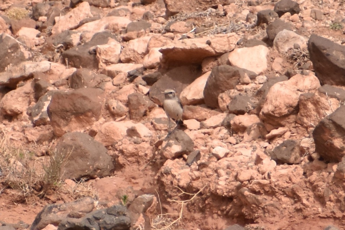 Mourning Wheatear (Maghreb) - ML619765000