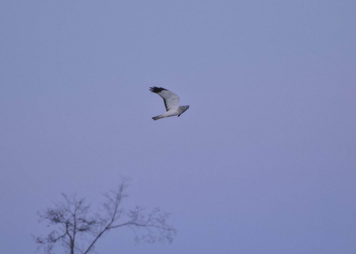 Northern Harrier - ML619765003