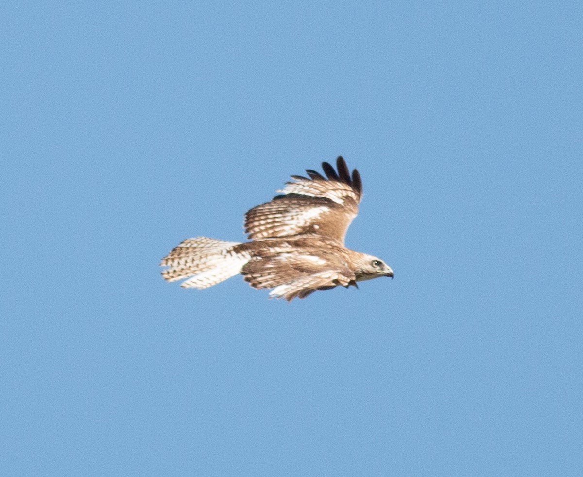 Red-tailed Hawk - ML619765011