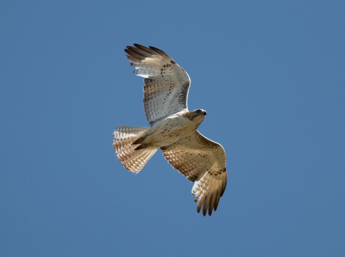 Rotschwanzbussard - ML619765013