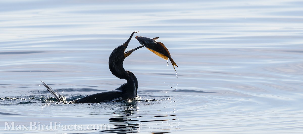 Double-crested Cormorant - ML619765022