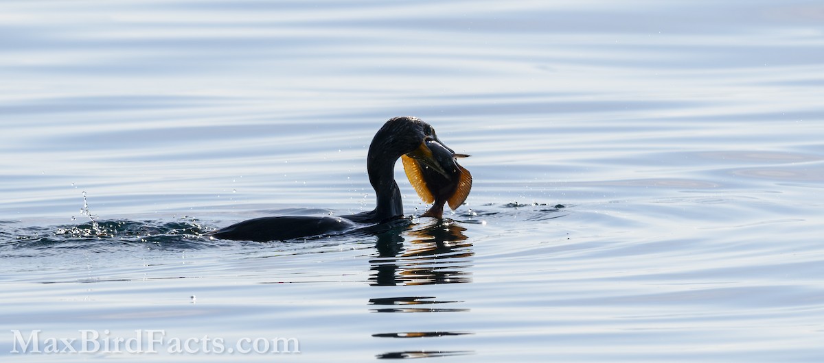 Double-crested Cormorant - ML619765024