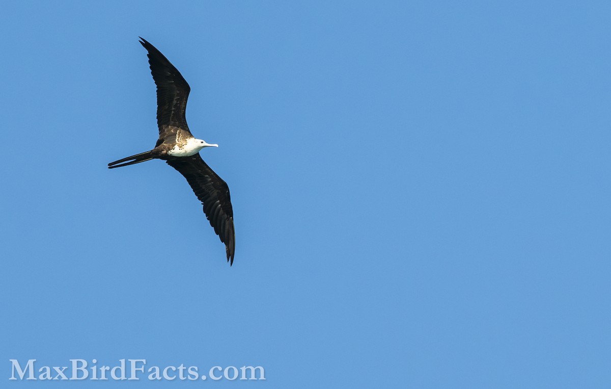 Magnificent Frigatebird - ML619765025