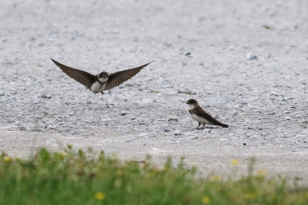 Bank Swallow - ML619765030