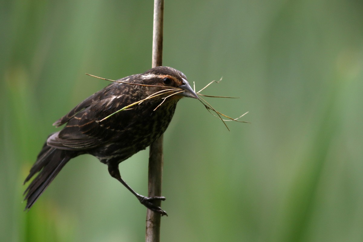 Red-winged Blackbird - ML619765054