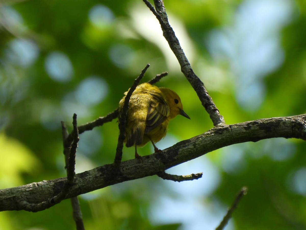 Yellow Warbler - ML619765059