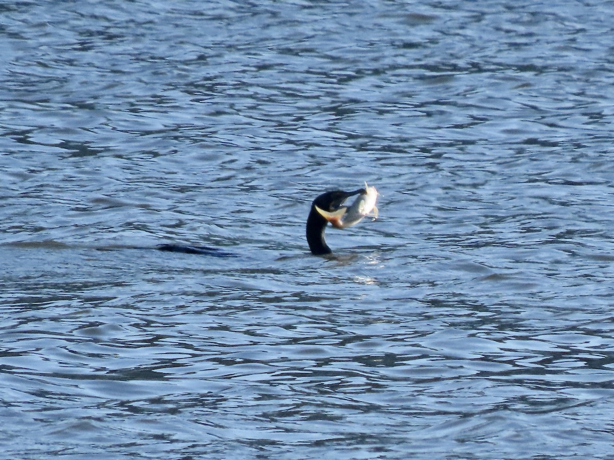 Double-crested Cormorant - ML619765066