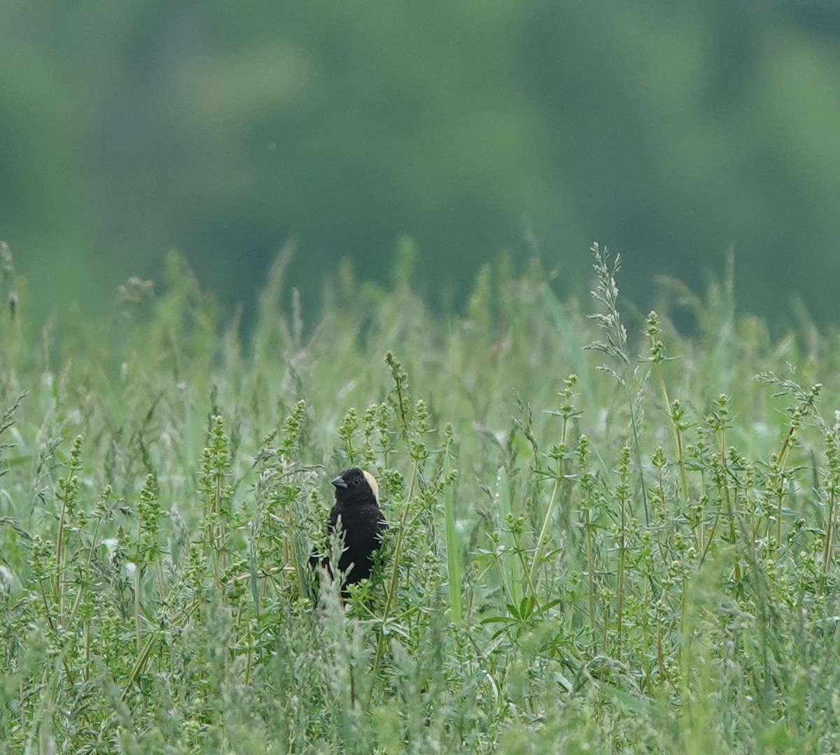 Bobolink - ML619765106