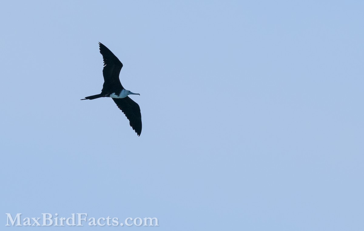 Magnificent Frigatebird - ML619765114