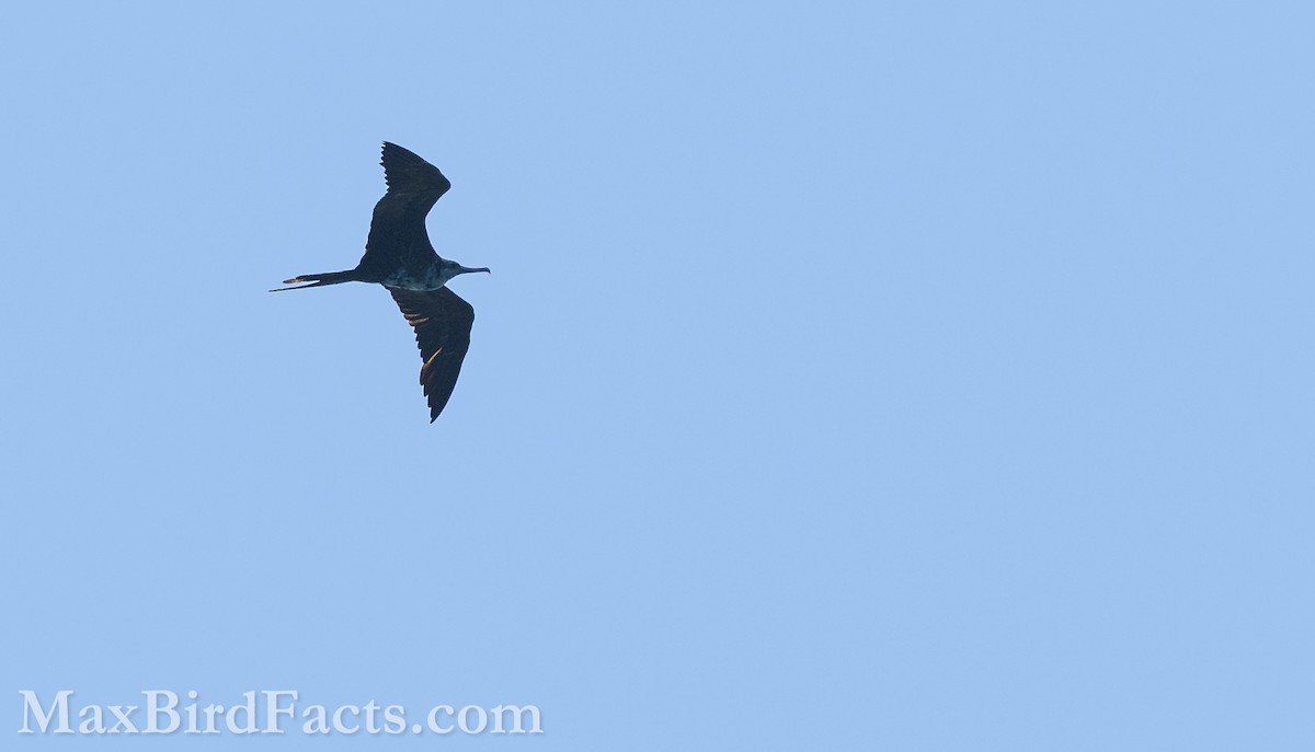 Magnificent Frigatebird - ML619765115