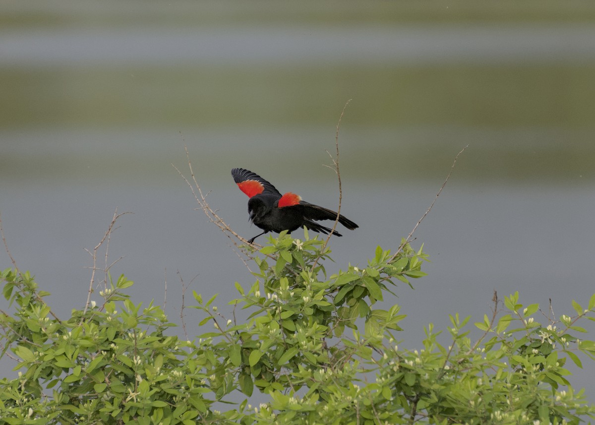 Red-winged Blackbird - ML619765123