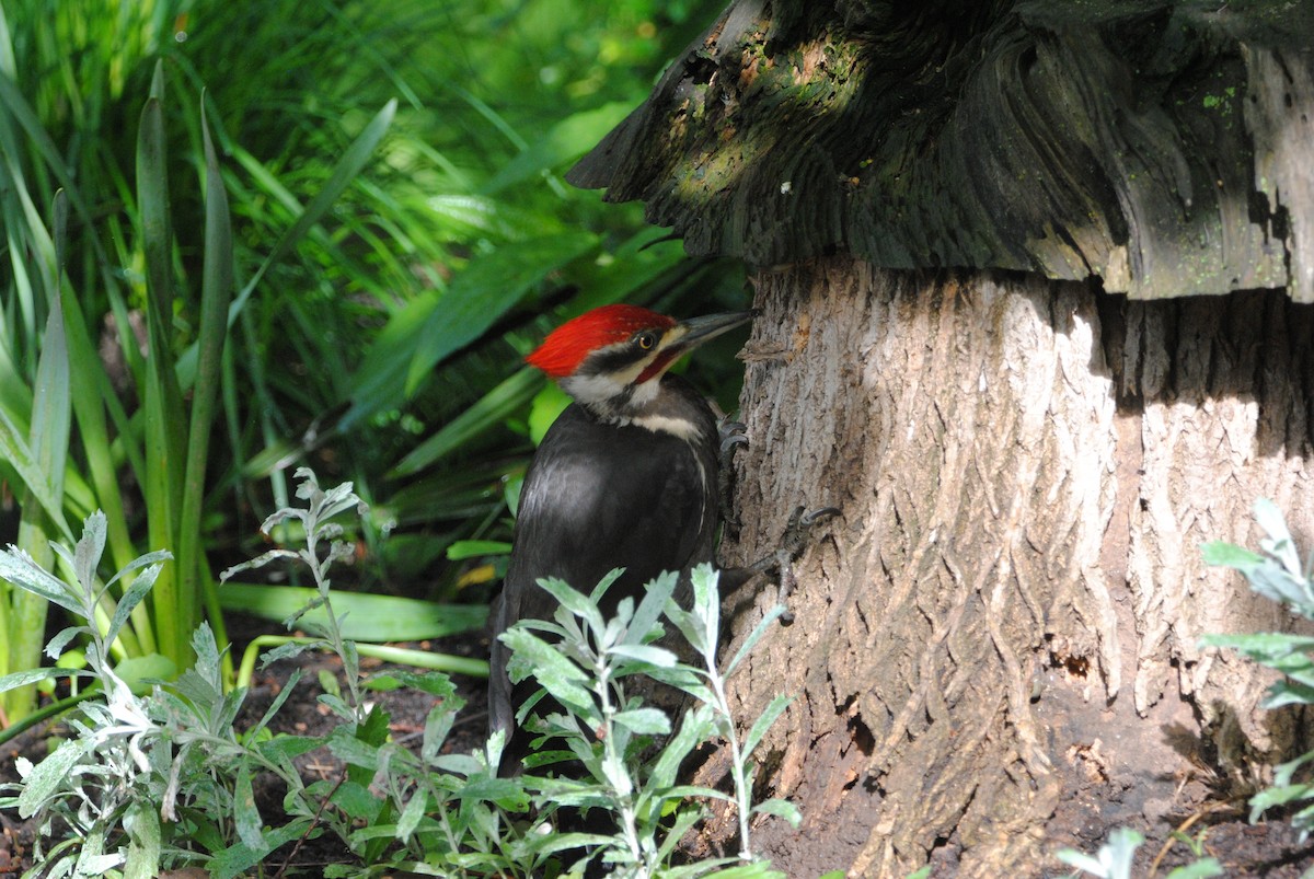 Pileated Woodpecker - ML619765140