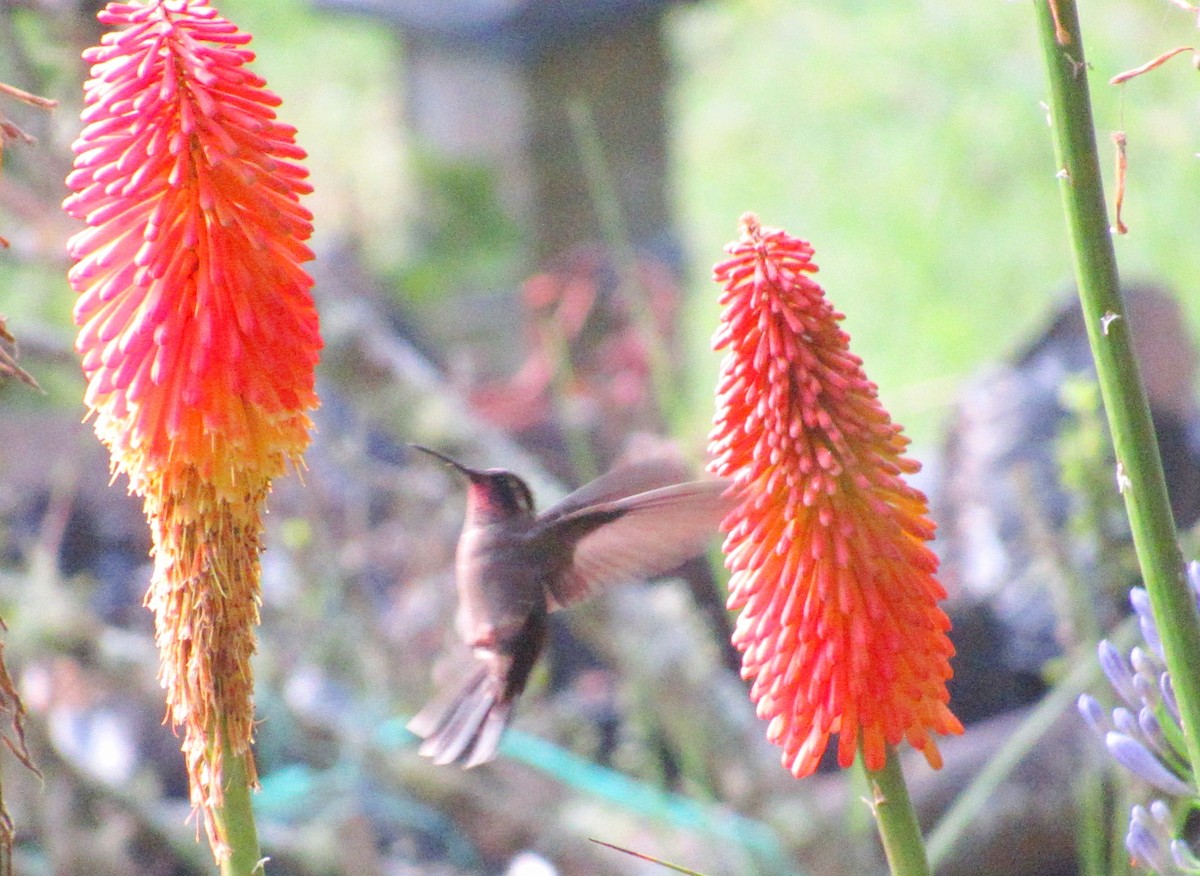 kolibřík ametystohrdlý - ML619765142