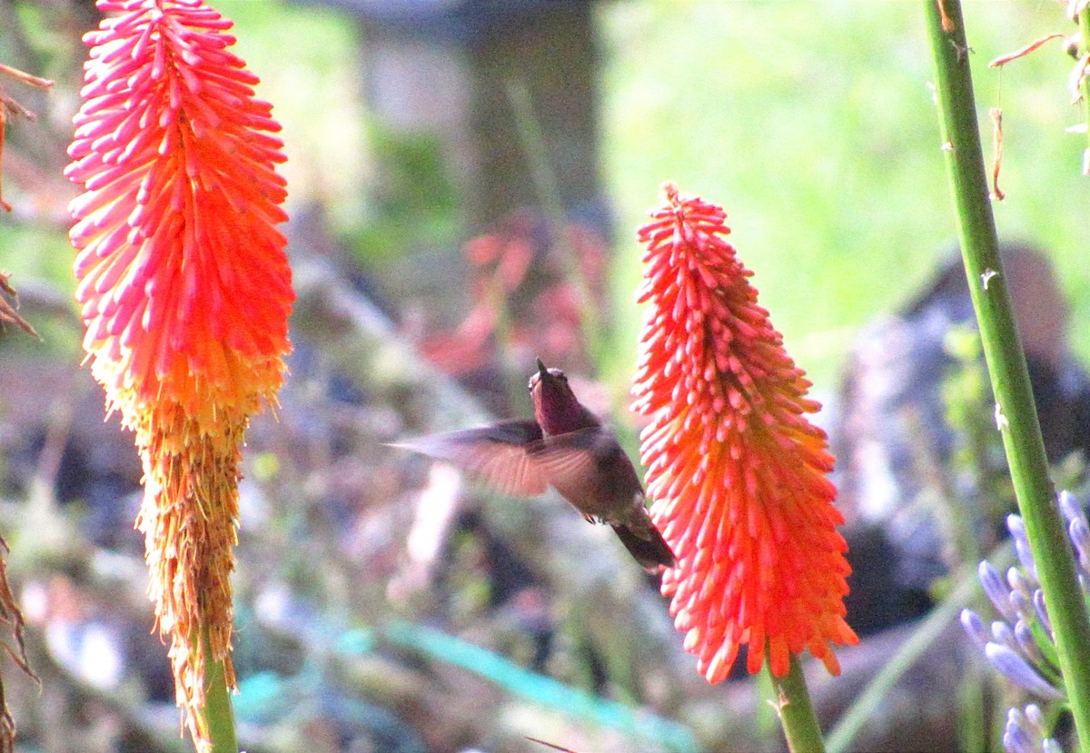 kolibřík ametystohrdlý - ML619765143