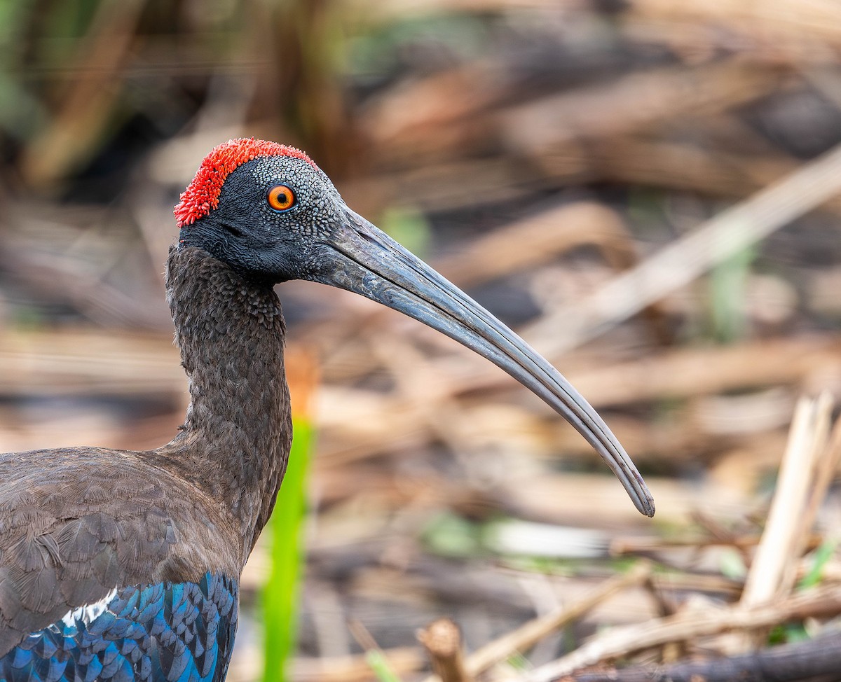 ibis bradavičnatý - ML619765150