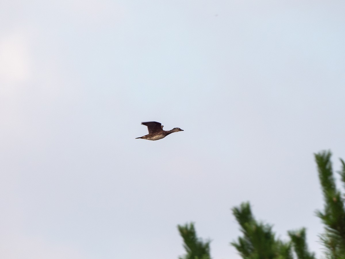 Mandarin Duck - ML619765178