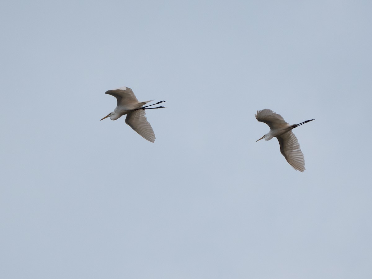 Great Egret (modesta) - ML619765179