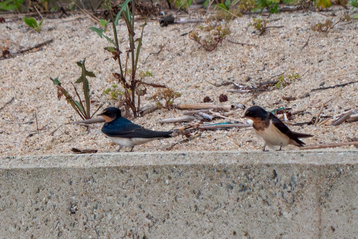 Barn Swallow (Buff-bellied) - ML619765182
