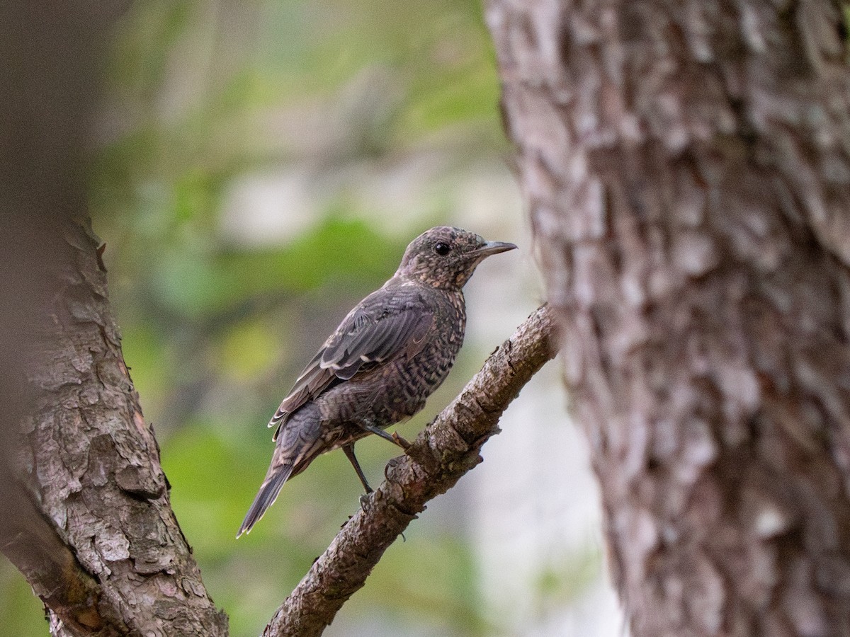 Blue Rock-Thrush (philippensis) - ML619765185