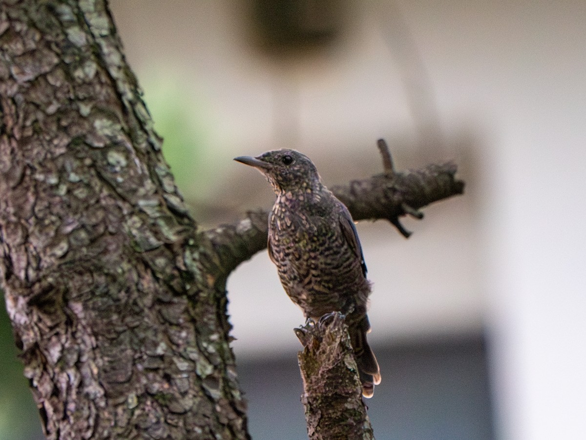 Blue Rock-Thrush (philippensis) - ML619765186