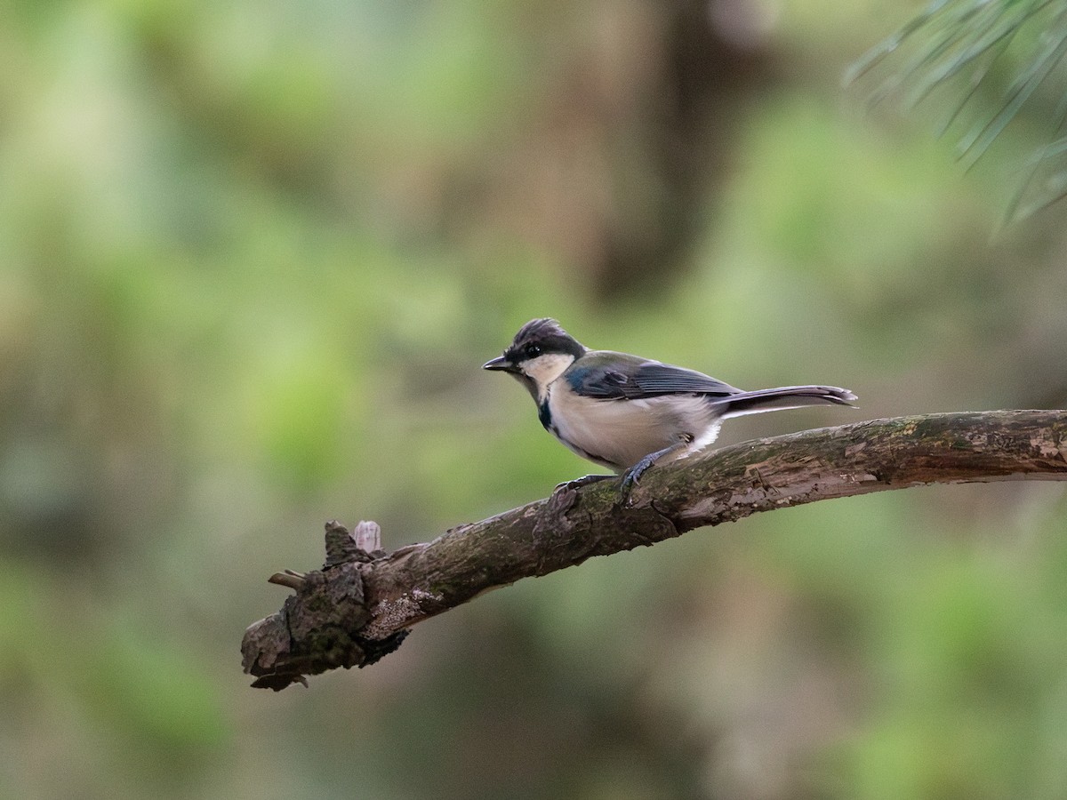 Asian Tit (Japanese) - ML619765188