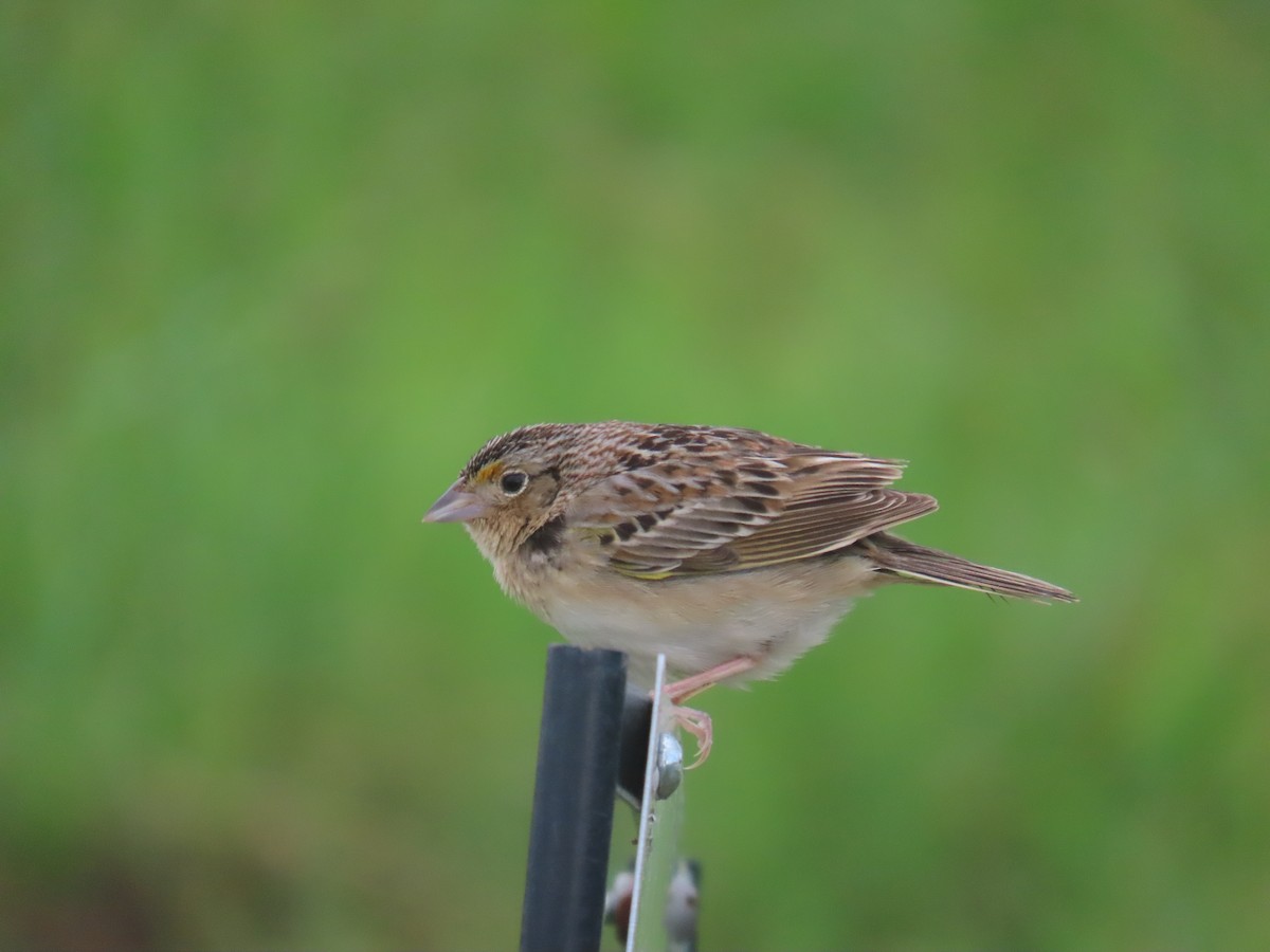 Grasshopper Sparrow - ML619765191