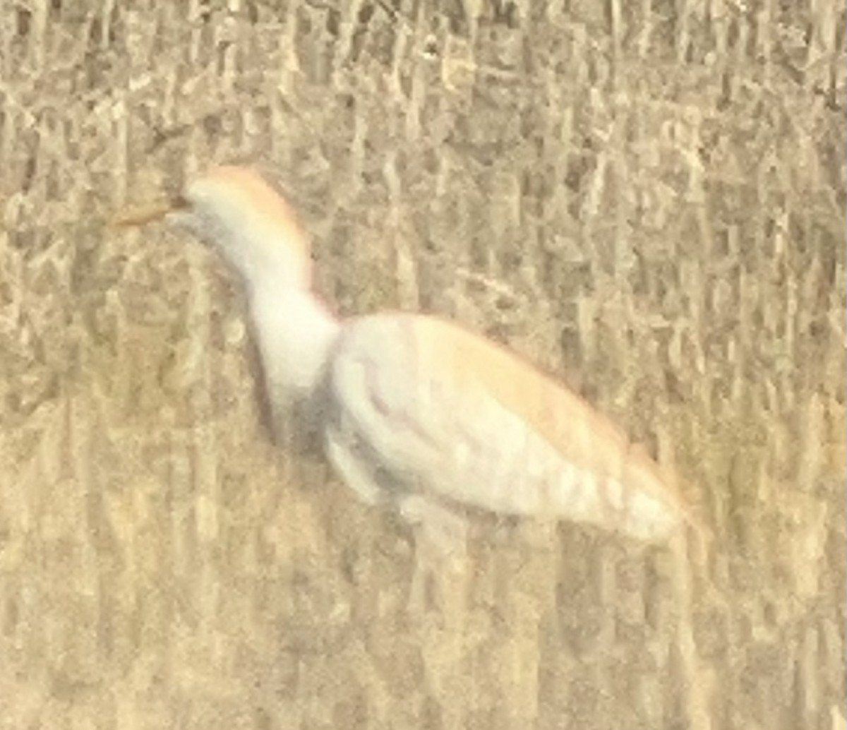 Чапля єгипетська (підвид ibis) - ML619765192