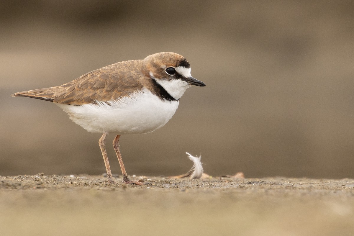 Collared Plover - ML619765198