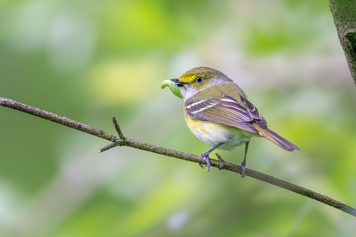 White-eyed Vireo - ML619765206