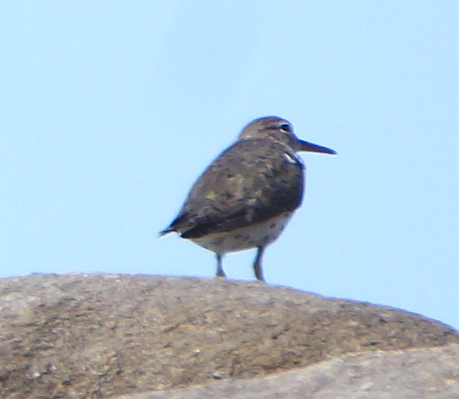 Spotted Sandpiper - ML619765218