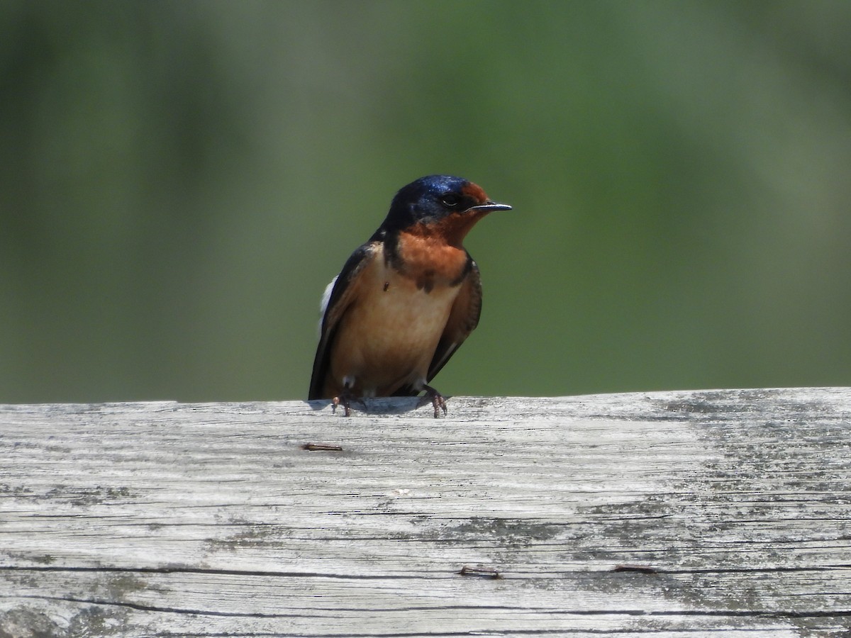 Barn Swallow - ML619765228