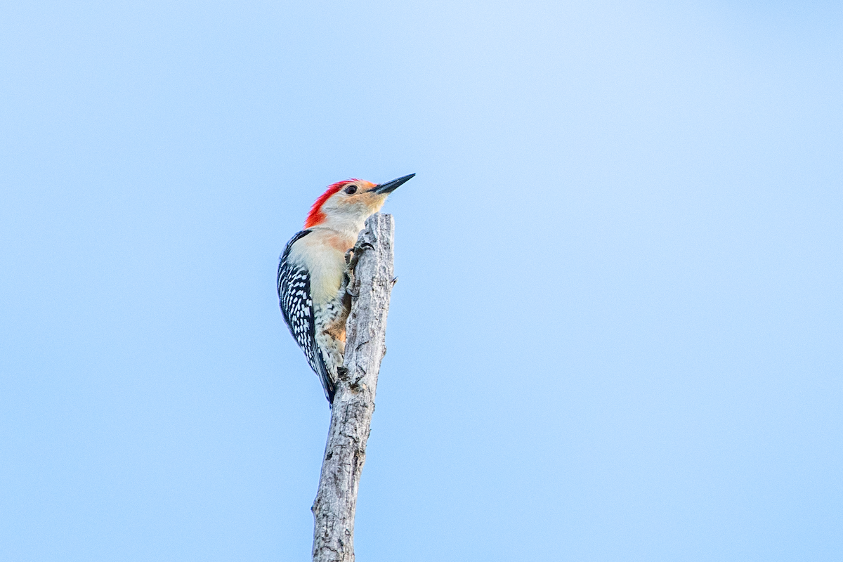 Red-bellied Woodpecker - ML619765240