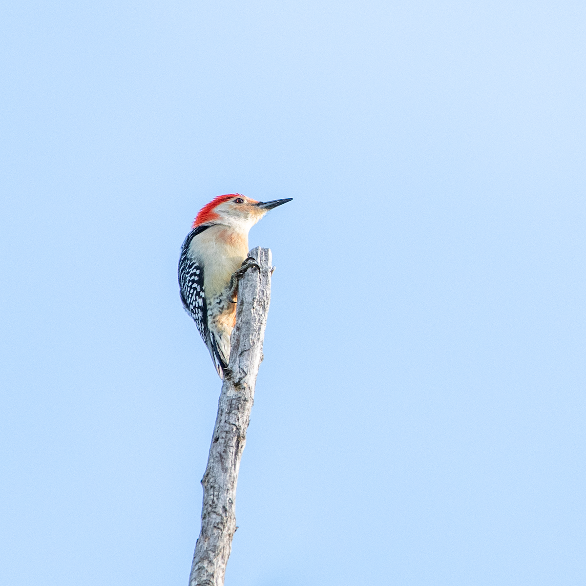 Red-bellied Woodpecker - ML619765241