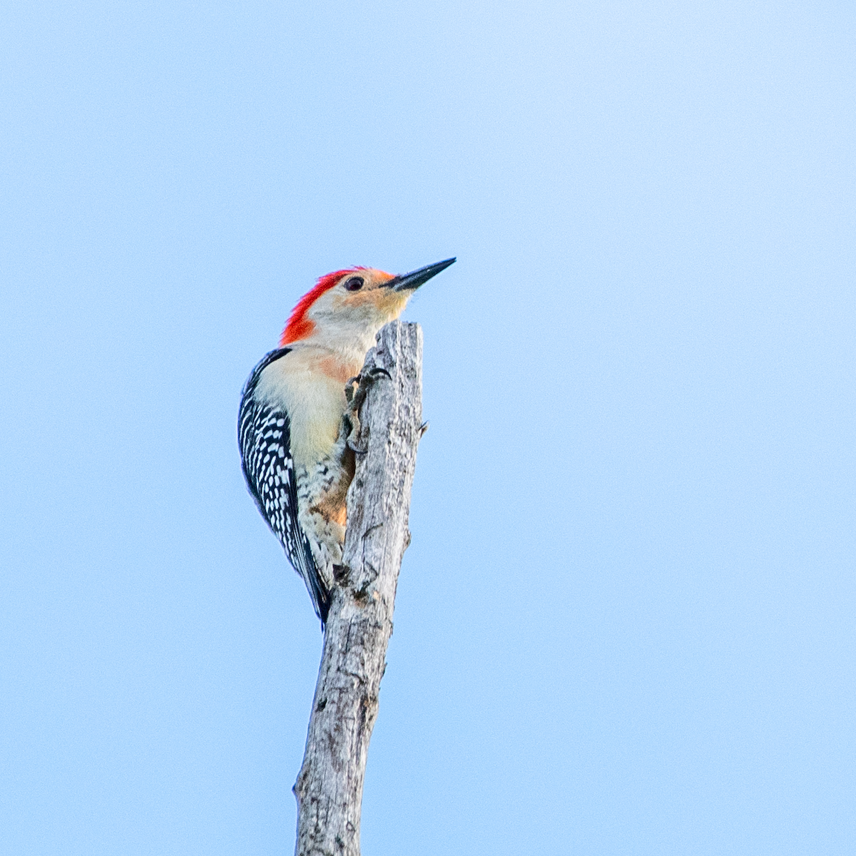 Red-bellied Woodpecker - ML619765242