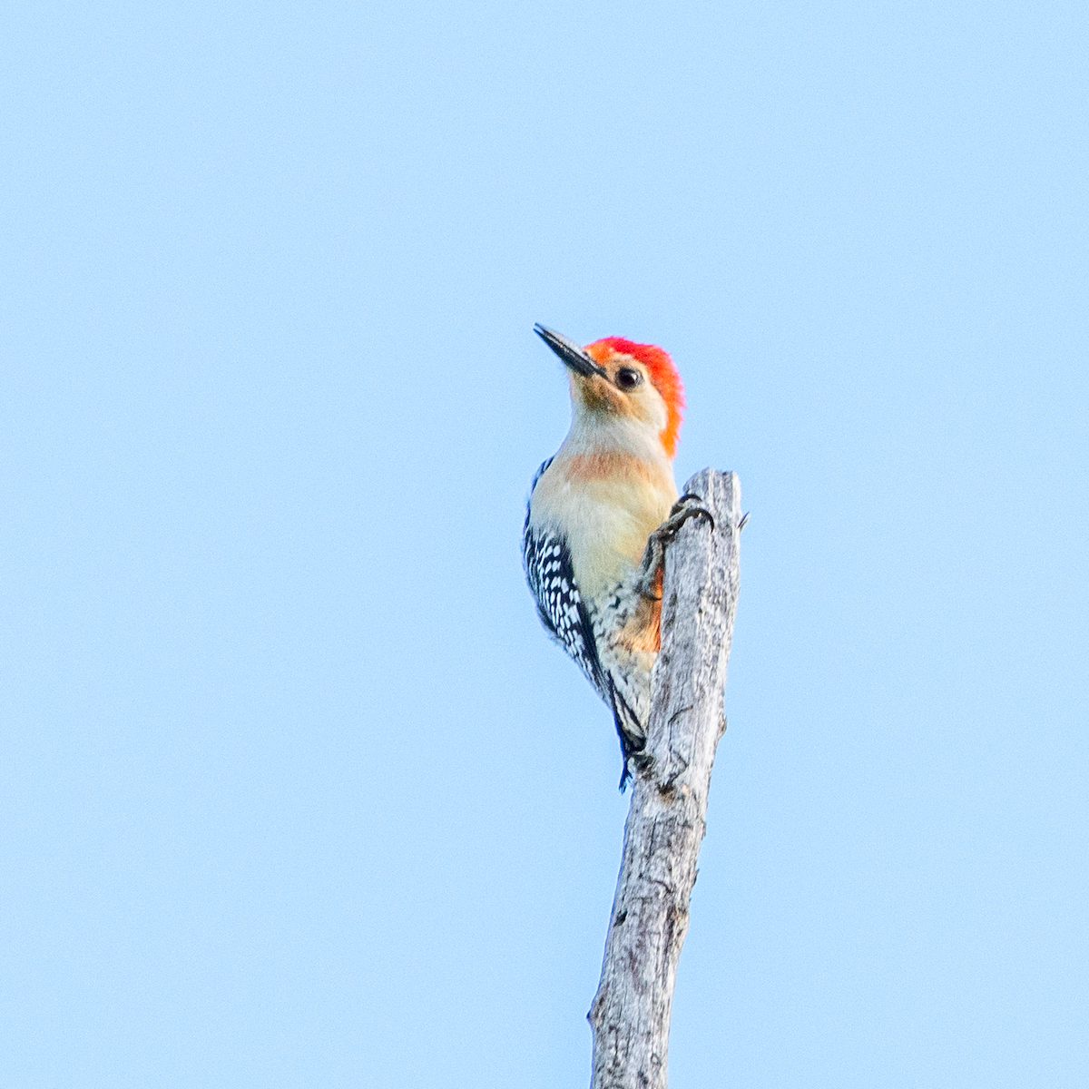 Red-bellied Woodpecker - ML619765243