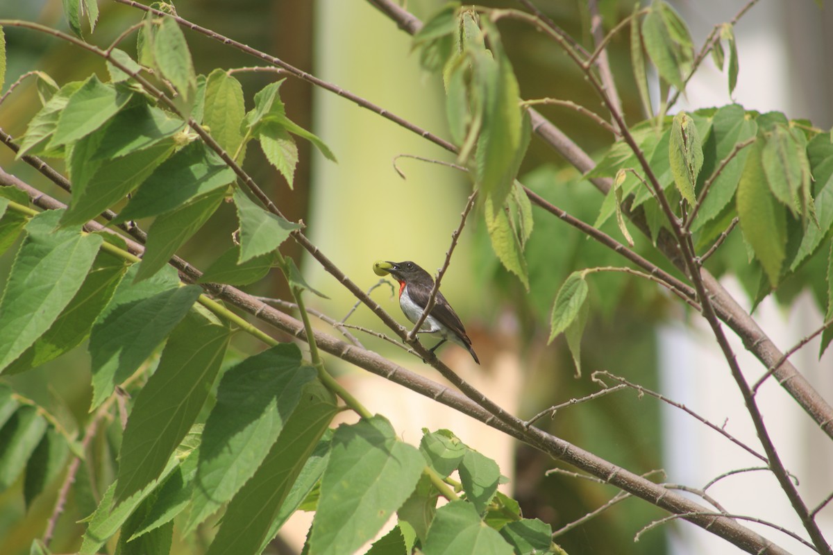 Red-chested Flowerpecker - ML619765249