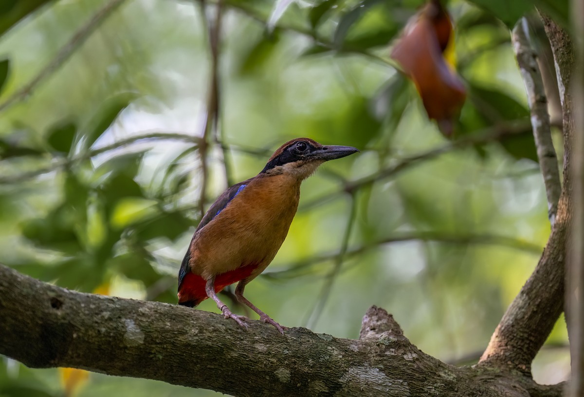 Mangrove Pitta - ML619765258