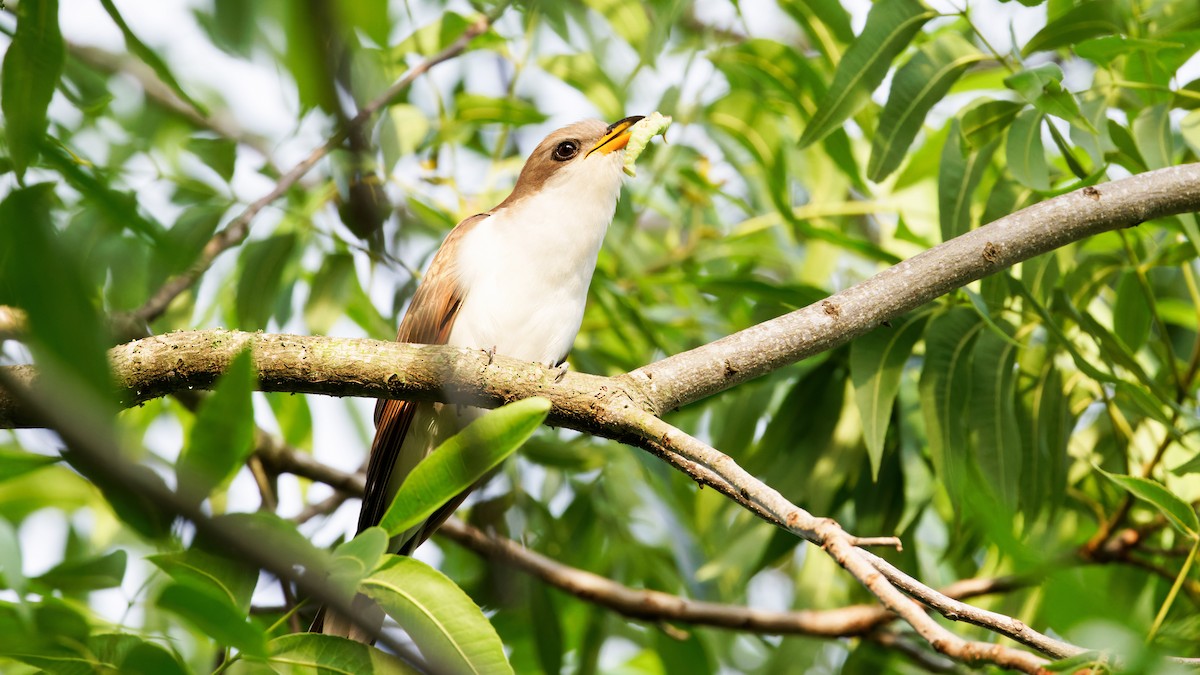 Yellow-billed Cuckoo - ML619765259