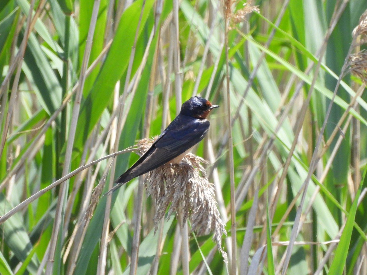 Barn Swallow - ML619765260