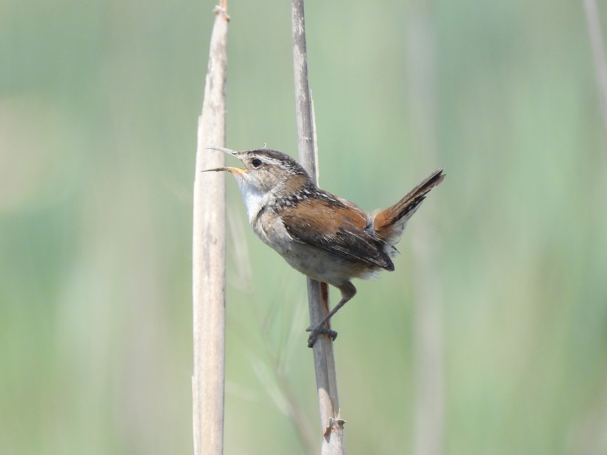 Marsh Wren - ML619765276