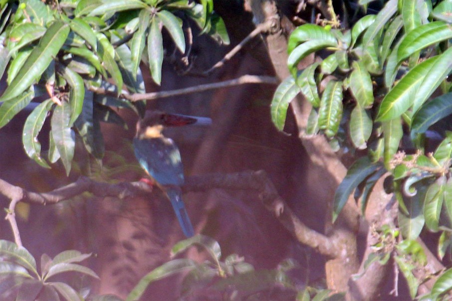 Stork-billed Kingfisher - ML619765279