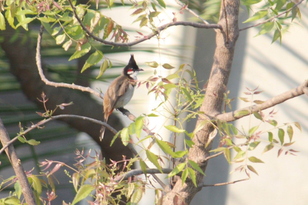 Red-whiskered Bulbul - ML619765285