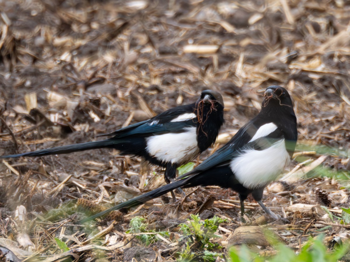 Black-billed Magpie - ML619765287