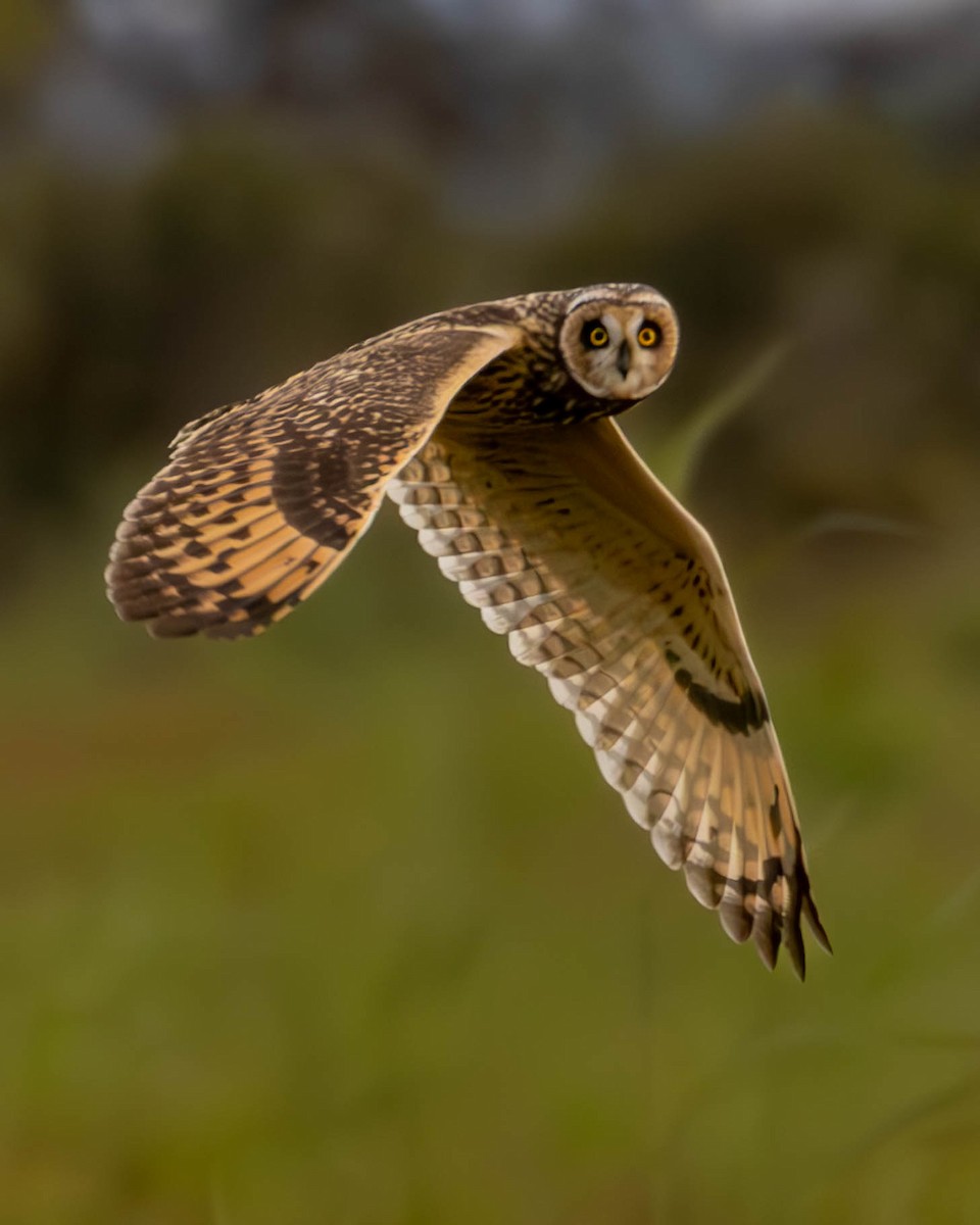 Short-eared Owl - ML619765289