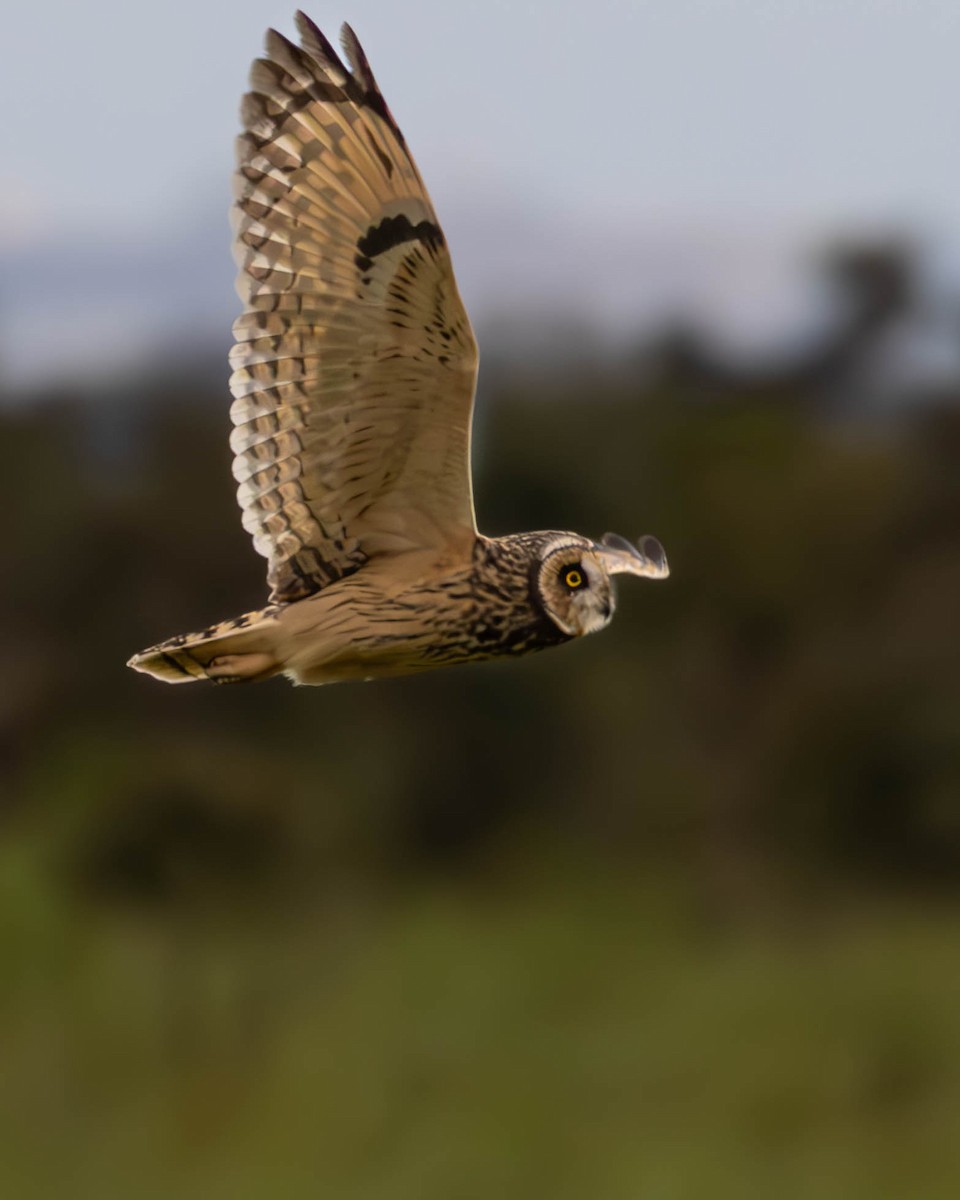 Short-eared Owl - ML619765290