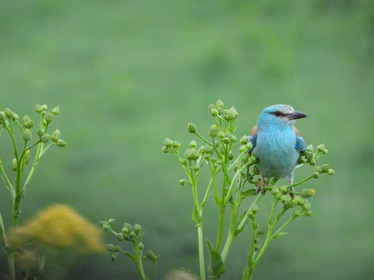 European Roller - ML619765291